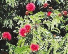 图片大全里的花儿， 真是让人眼花缭乱