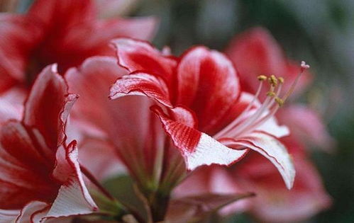 春天的魔法，南北花期的差异之谜