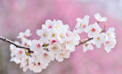 樱花之恋——花开寄情（赋予爱与祝福的精灵）