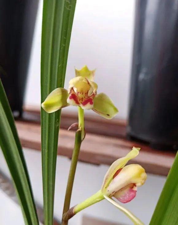 兰花、牡丹这些花卉的耐寒性如何？