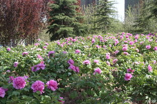 曹州牡丹园的游客情况