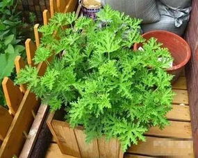 养驱蚊草安全吗？对孕妇和小孩有影响吗