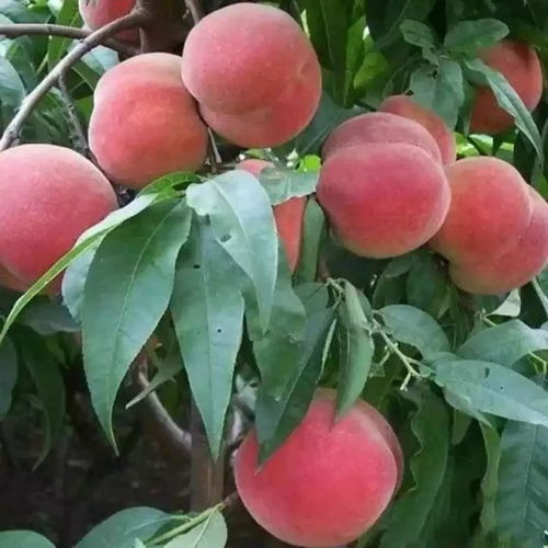 极早蜜、 世纪之星二号：蜜桃之选，甜蜜可口