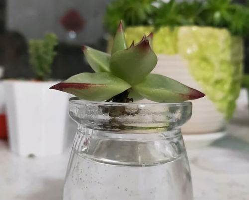 水晶多肉化水后如何利用水培法重新种植处理