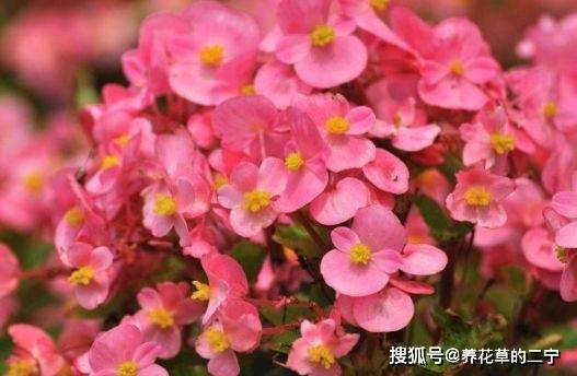 宝石花应该怎么养护才能使其生长旺盛
