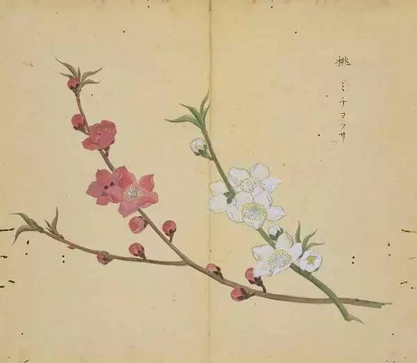 “桃之夭夭，爆款花卉，春意盎然”