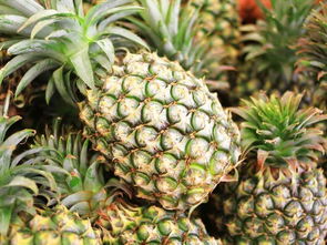 一、凤梨花的小秘密