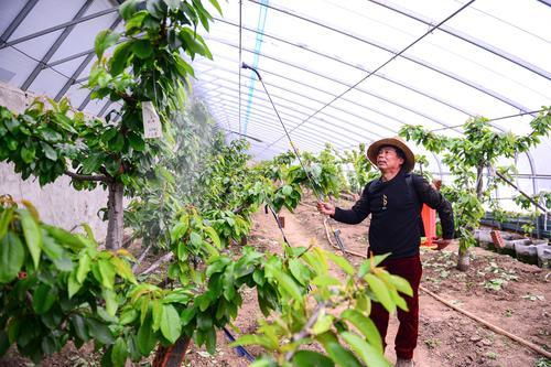 樱桃树几年结果？果农揭秘丰产之谜
