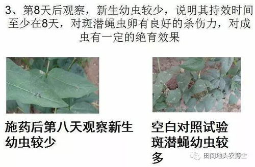 斑潜蝇防治：高效环保农药推荐