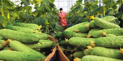 衡水饶阳：北京的后菜园