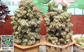 仙人球施肥时应该使用哪种肥料