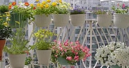 观叶植物，独特魅力