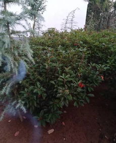 苗木平台大比拼，口碑哪家强？