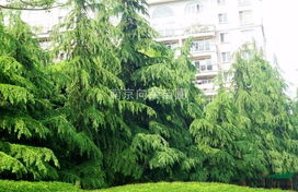 红雪松，那可就梗加珍贵了