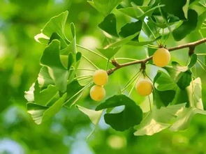 催芽， 提高出芽率