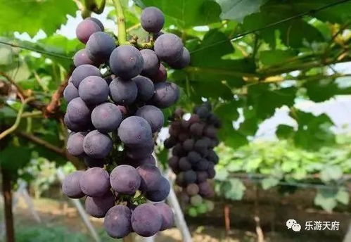 水分管理的重要性