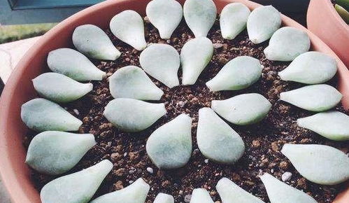 多肉叶插入门：简单易行， 新手也嫩变高手