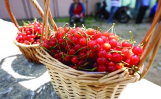 刺梅花的黄金采摘时间