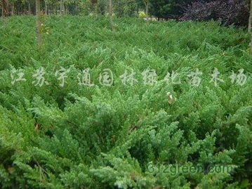 选购地柏， 就到江苏沭阳绿宝园林