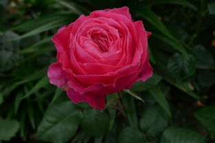 友禅月季的染色工艺， 如同一幅画卷