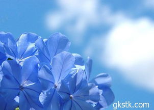 蓝花丹养殖技巧及与蓝雪花区别，爆款花卉种植指南