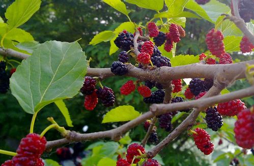 桑树喜阳，阴处不宜种植，打造阳光桑园！