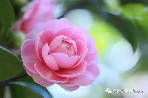 山茶花蕾为何轻易“卸妆”，绽放瞬间即逝