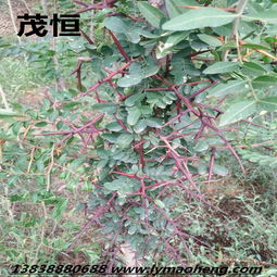 皂角树， 南方常见，北方难觅