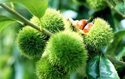 栗子种植方法是什么才能保证出苗？