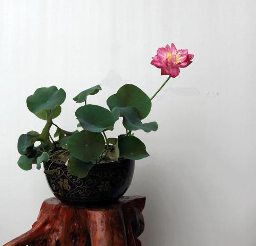 荷花叶子卷曲的原因分析