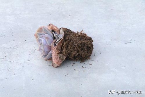 多肉须根枯萎，是何原因导致