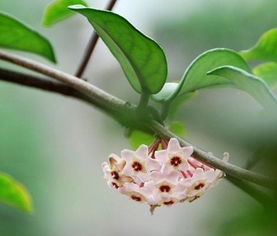 “春季开花前和生长旺盛期，给花施肥最佳时间是什么时候