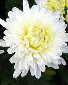 红玫瑰：爱情的浪漫见证