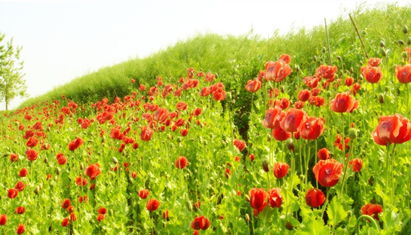 植物开花量的影响因素