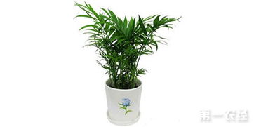 椰子盆栽叶片发黄的处理方法