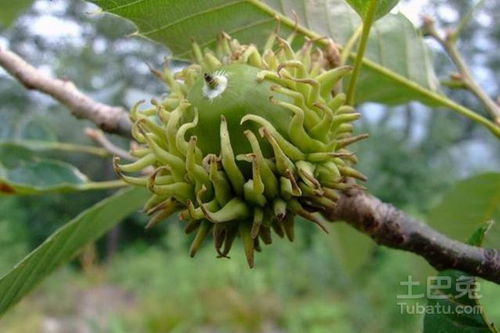 温水激活法（急性子专用）