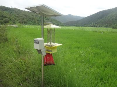 如何在不使用杀虫剂的情况下有效防治农作物病虫害？