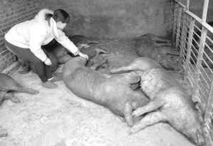 如何通过养猪降本增效的最佳方法和措施？