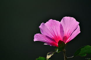 木槿花：象征爱的永恒与生命的顽强