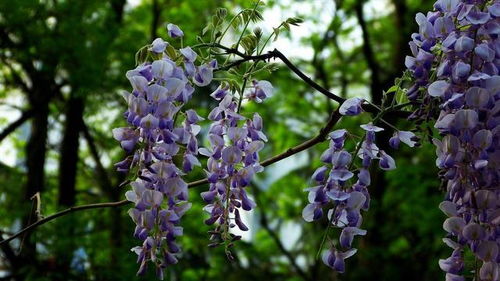 光照和温度， 紫藤的喜好