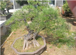 白皮松的种植适宜地区