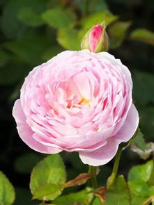 彩色飞溅月季：友谊的美丽信使