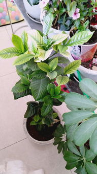 网上买的玫瑰花多久开花？不同品种开花时间有差异吗