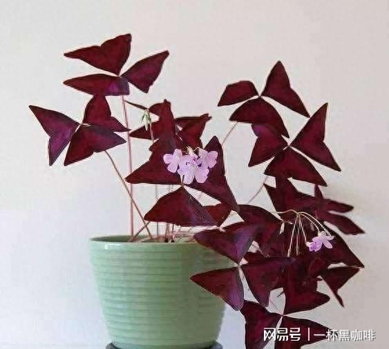 紫叶酢浆草发芽，简单却不易