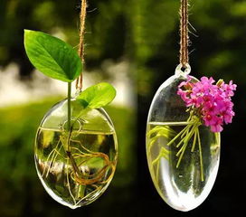 水培植物长虫子怎么办？如何有效防治
