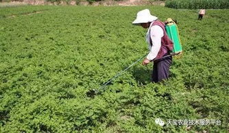 通用除草剂与注意事项