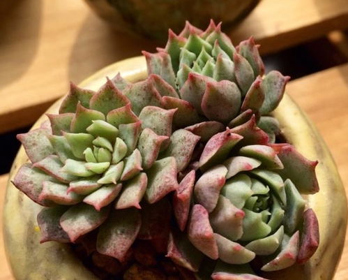 多肉植物夏天烂根怎么办？夏季根部腐烂的多肉植物如何应对