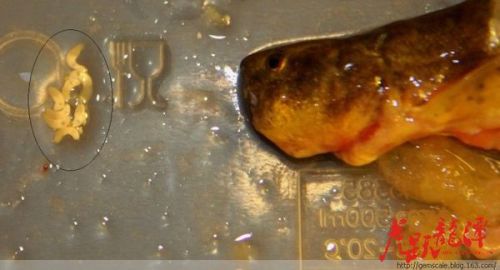 异尖线虫：海洋中的小麻烦