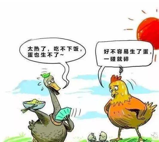 夏季湿帘误用，高湿环境加剧鸡热应激
