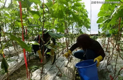 谨慎使用：农药灌根需注意